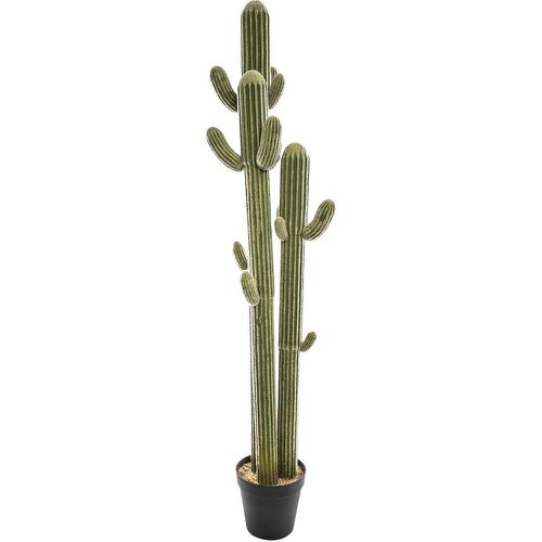 Cactus 3 Troncs - 3S. x Home - Modalova