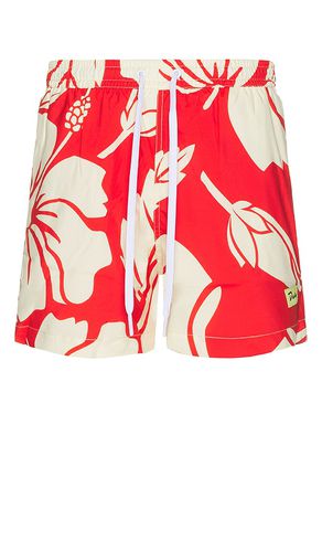 Trouble in Paradise Swim Short in . Size S, XL/1X - Duvin Design - Modalova